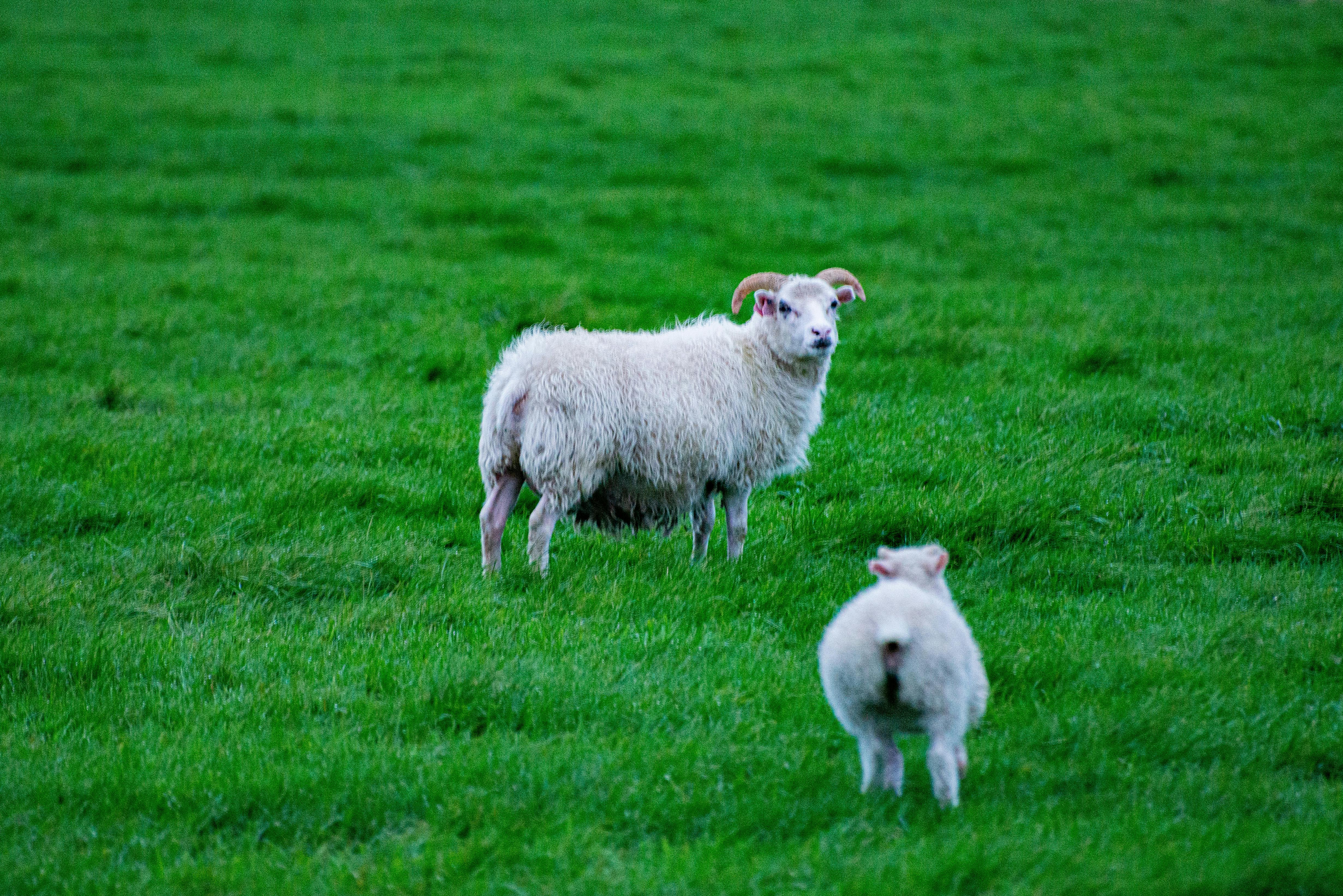 Gratuit Photos gratuites de agricole, agriculture, animaux de compagnie Photos