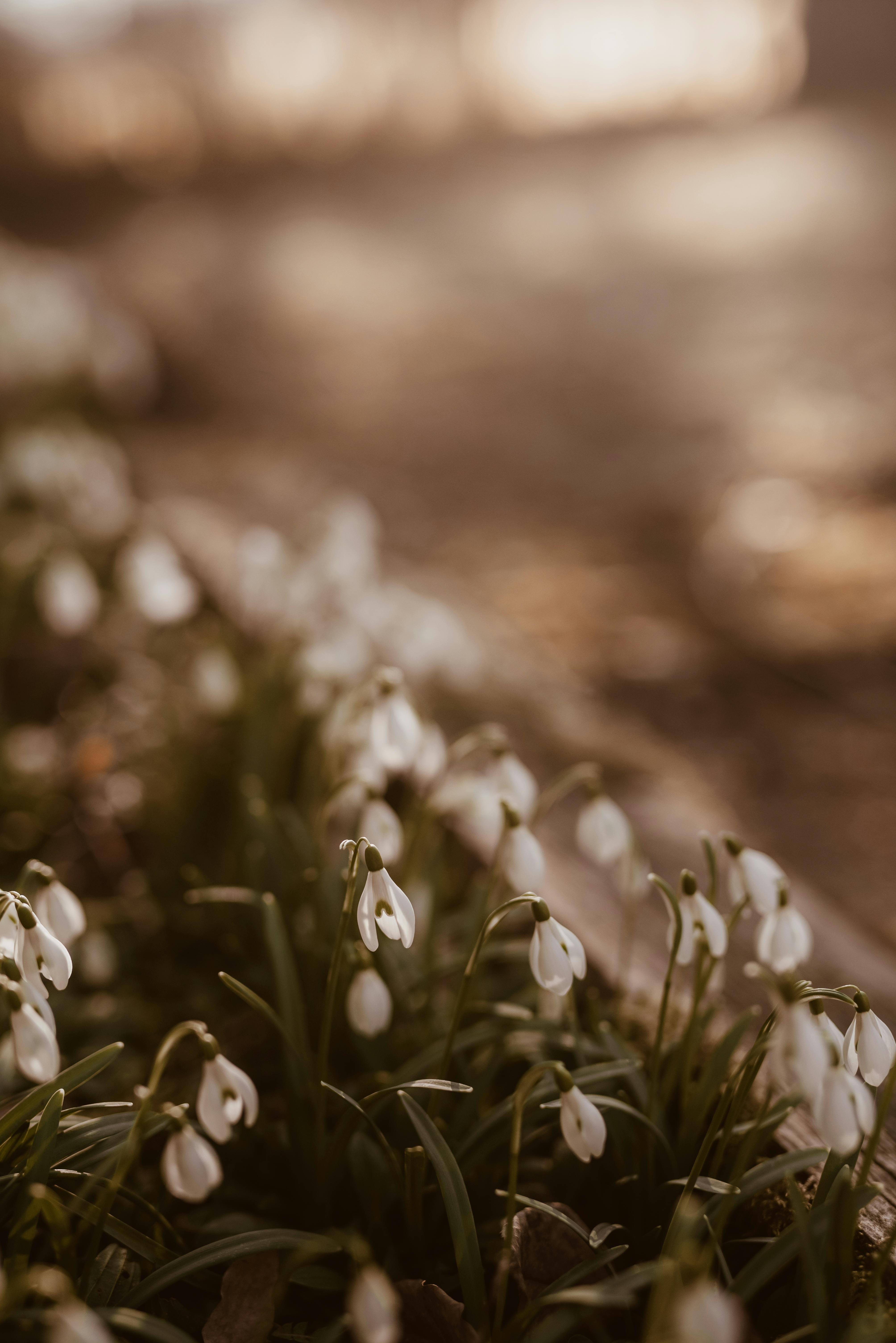 Download wallpaper: Spring is here. Snowdrop 1242x2208