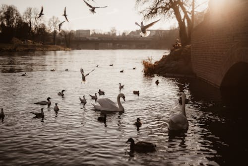 Ducks and Swans on River
