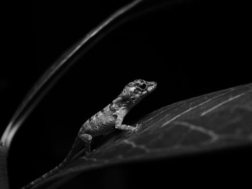 Anole Lizard on Leaf