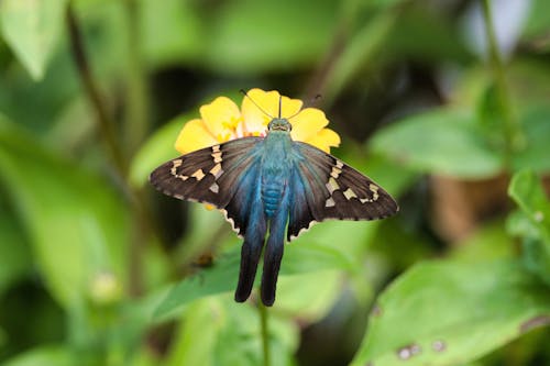 Close-up of a Long-tailed Skipper Butterfly 