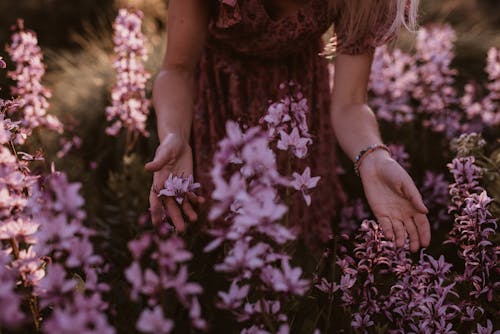 Kostnadsfri bild av avslappning, blommor, blomning