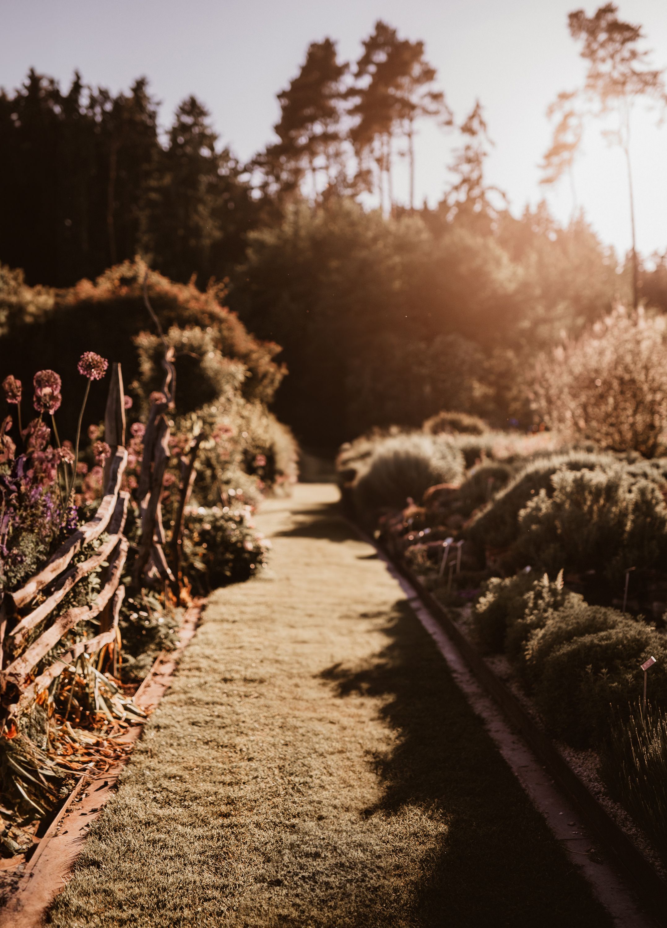 Chemin fleuri dans un jardin romantique