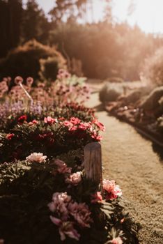 A tranquil garden path lined with vibrant peonies under glowing sunlight.