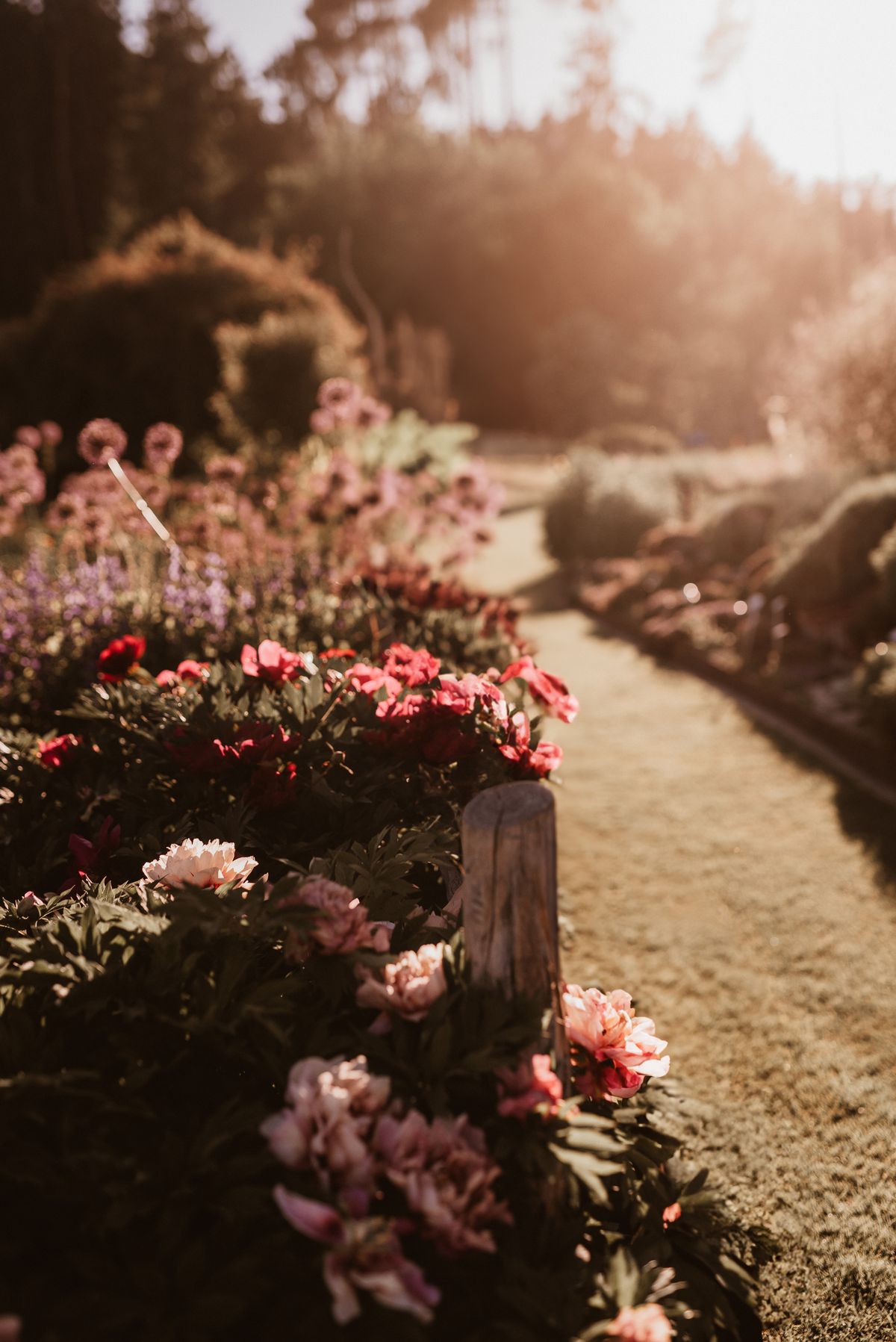 Sunlit garden path with pink peonies as a calm symbol of finding your way forward