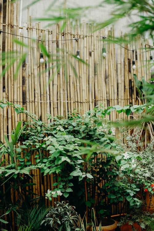 Bahçe, bambu, bariyer içeren Ücretsiz stok fotoğraf