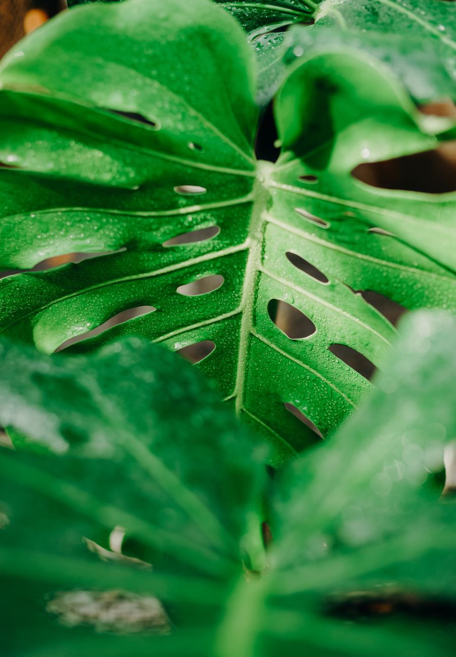 Detailed view of a vibrant monstera leaf showcasing its unique texture and rich green color.. pexels, detailed, view
