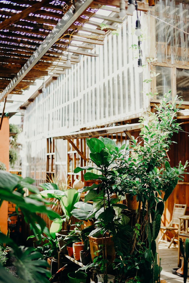 Variety Of Houseplants In A Shop 