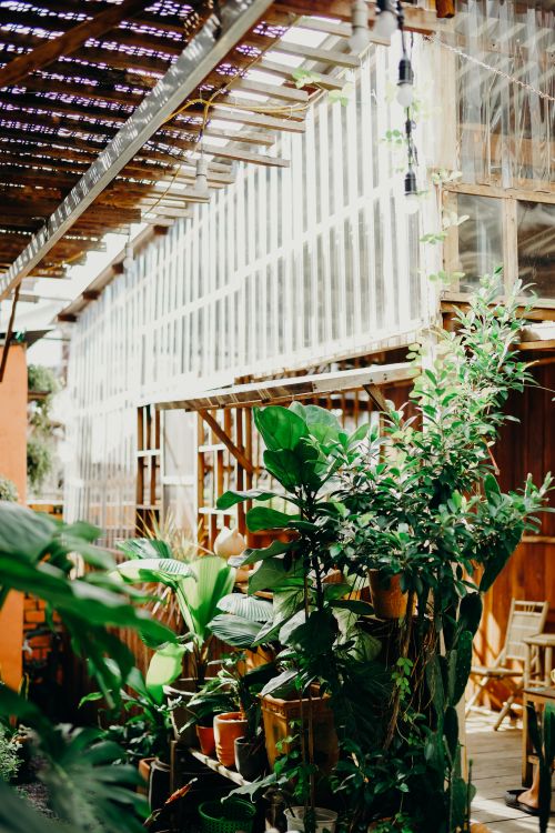 Free Explore the serenity of a lush greenhouse filled with diverse plants and vibrant greenery. Stock Photo