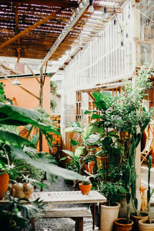 Free Explore a vibrant greenhouse filled with various potted plants in a rustic urban setting. Stock Photo