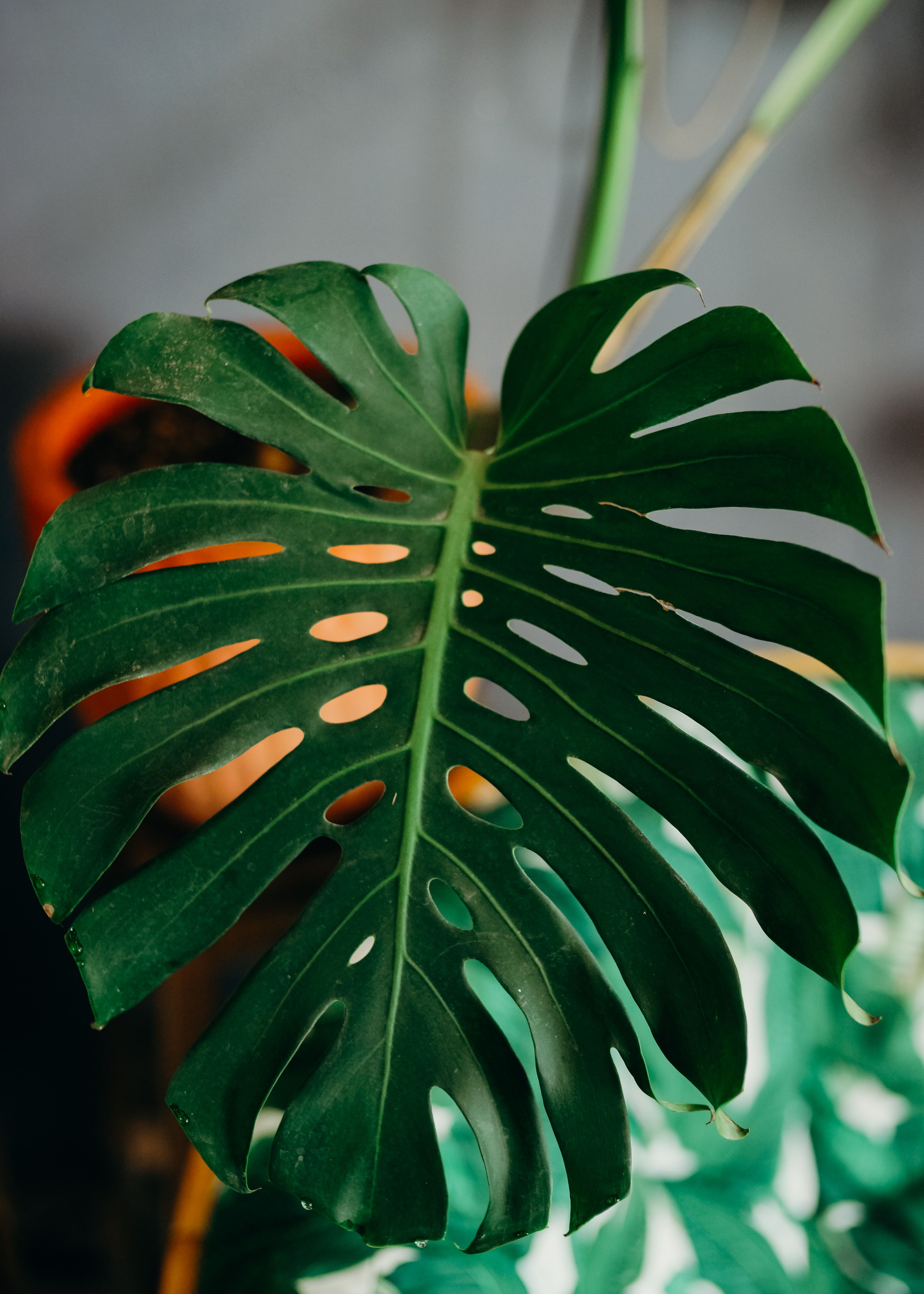 Vibrant green Monstera Deliciosa leaf captured up-close, showcasing its natural texture and tropical essence.