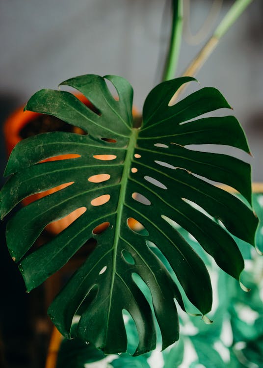 Close-up of a Monstera Deliciosa Leaf