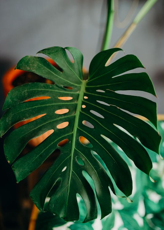Close-up of a Monstera Deliciosa Leaf  Free Stock Photo