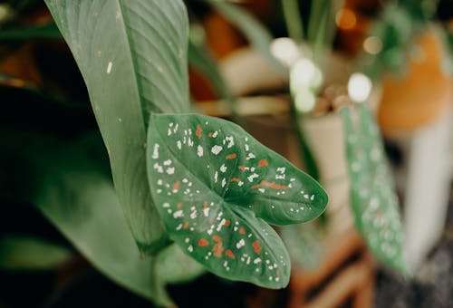Close-up of a Caladium Bicolor Leaf