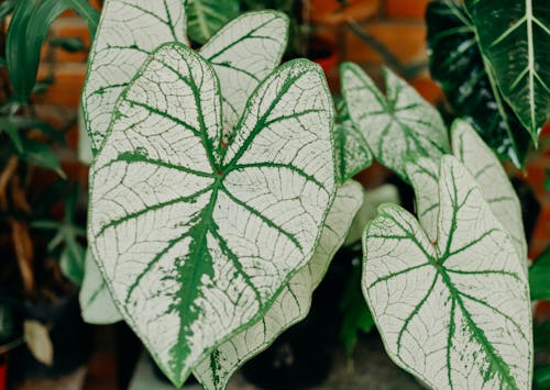 beyaz, bitkiler, caladium içeren Ücretsiz stok fotoğraf