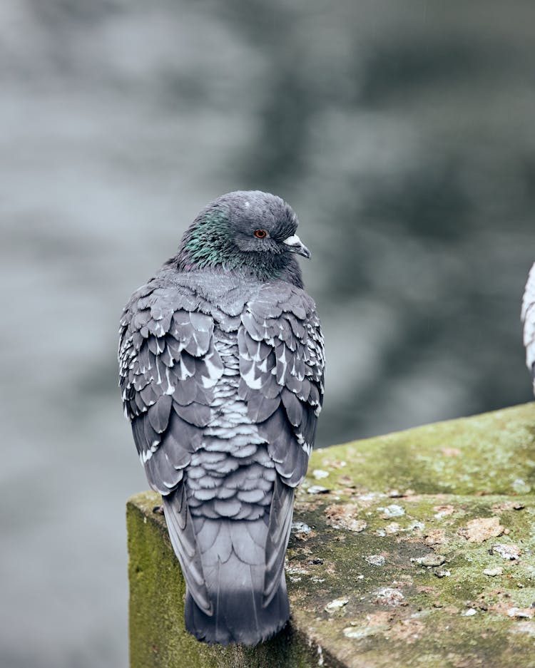 Close-up Of A Pigeon Sitting On A Wall 