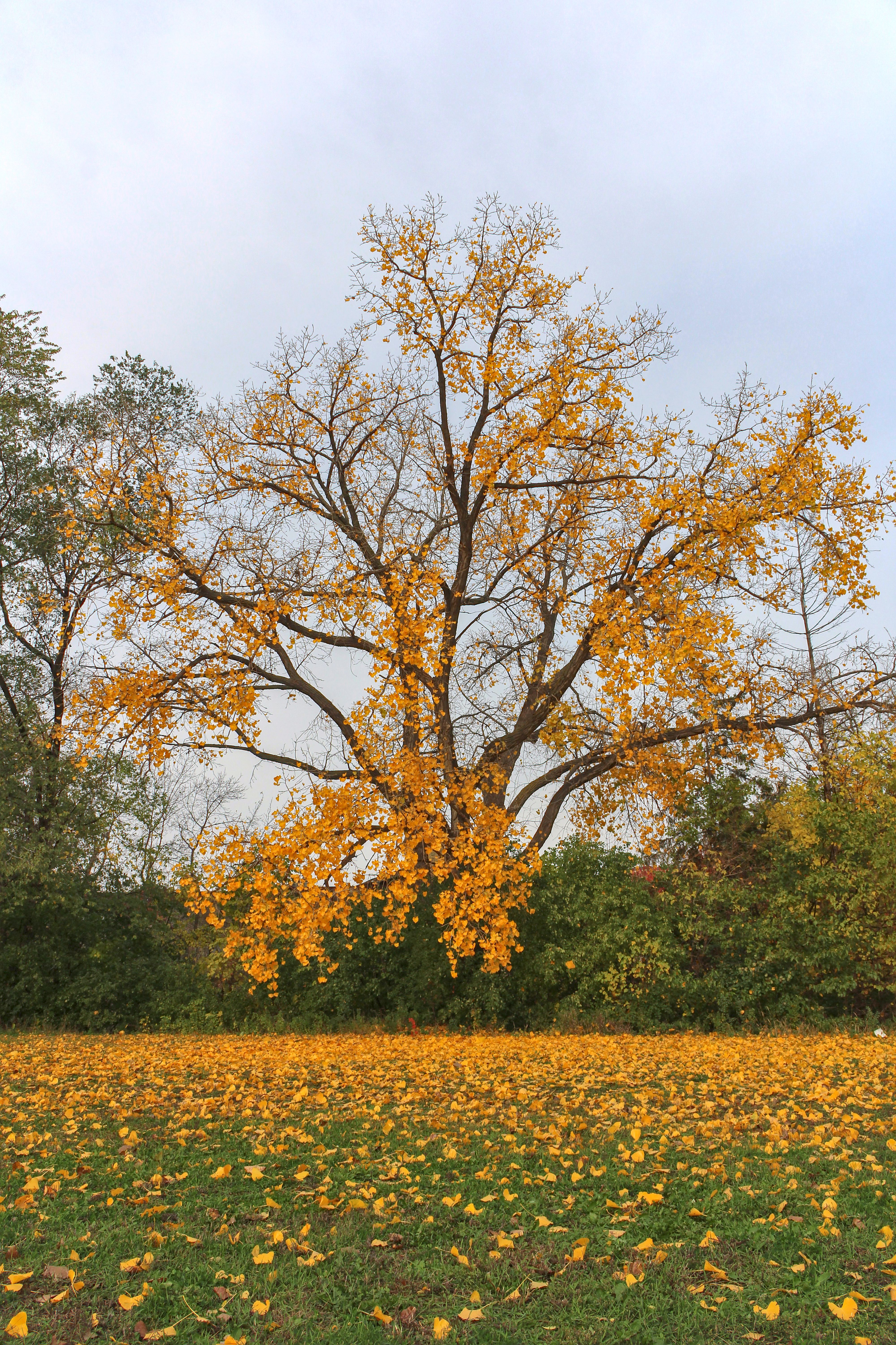 Tree with Yellow Leaves in Autumn · Free Stock Photo