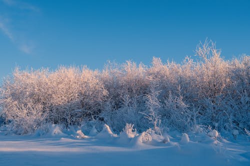 Photo of a Winter Landscape 