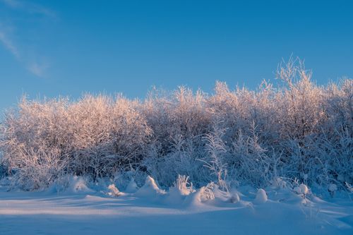 Free A serene winter landscape featuring snow-covered trees under a clear blue sky. Stock Photo