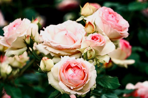 Close up of Pink Roses