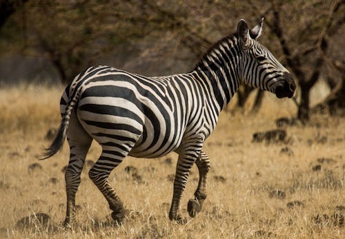 Photo of a Zebra 