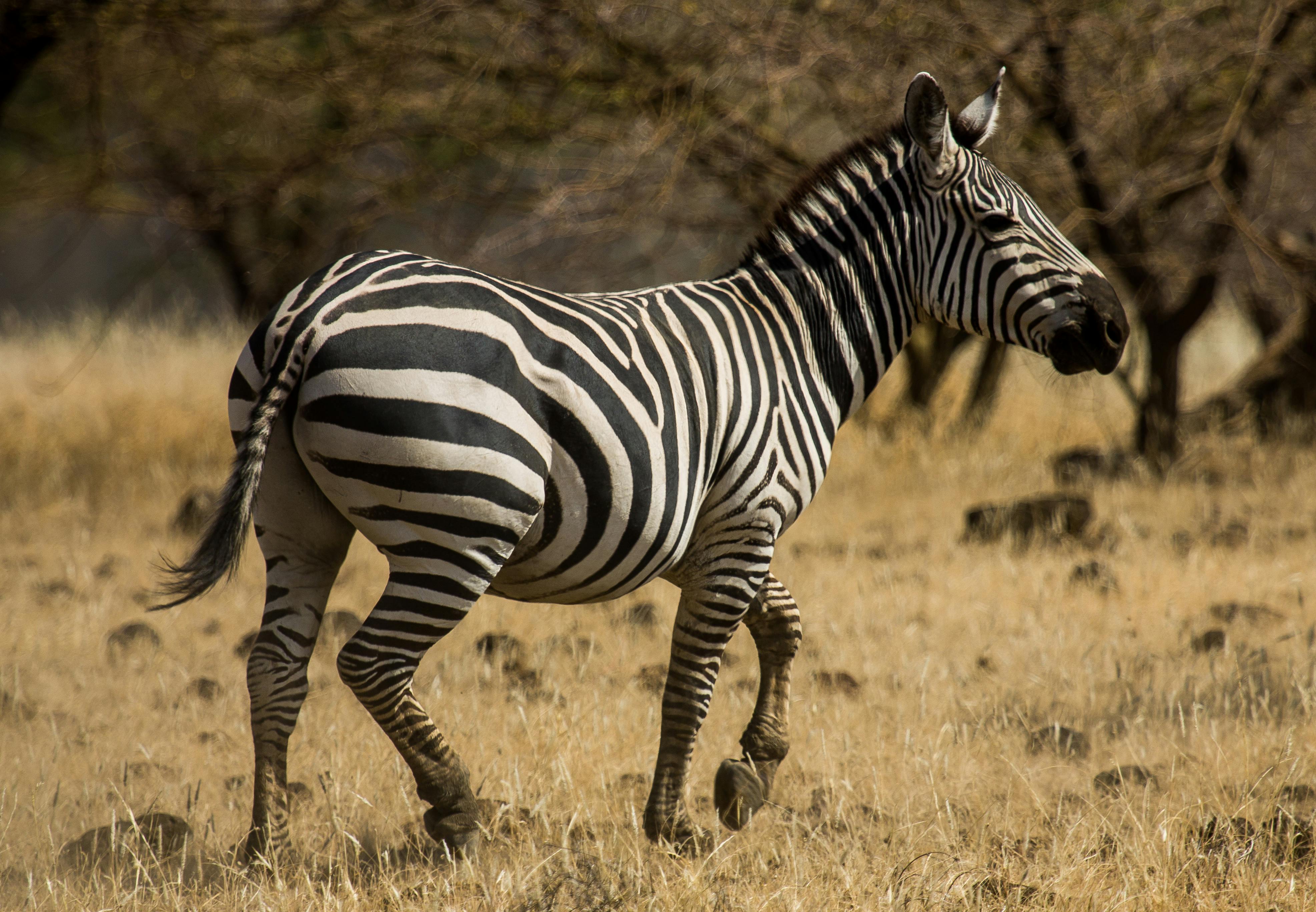 Photo of a Zebra · Free Stock Photo