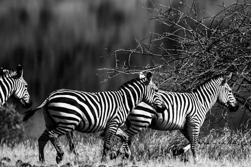 Gratis Foto stok gratis fotografi binatang, hewan menyusui, hitam & putih Foto Stok