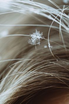 Delicate snowflake resting on strands of blond hair, emphasizing winter's intricate beauty.
