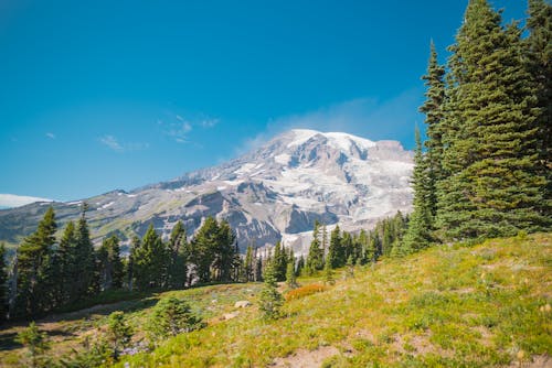 Immagine gratuita di alberi, foresta, montagne