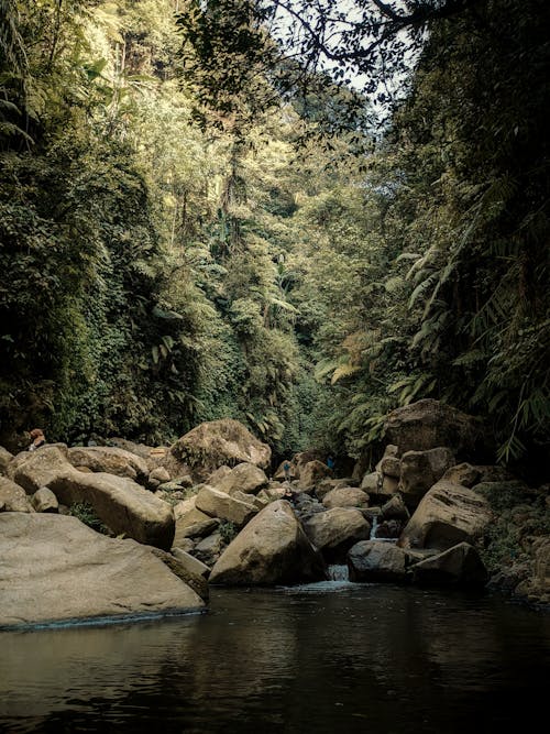 Stream Flowing Through a Pile of Stones in a Tropical Forest