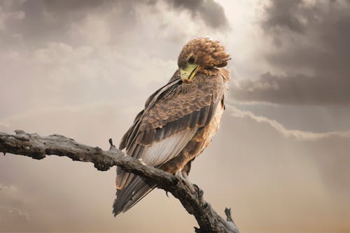 бесплатная Коричневая птица сидит на ветке Стоковое фото