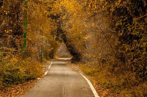 Darmowe zdjęcie z galerii z droga, drzewa, jesień