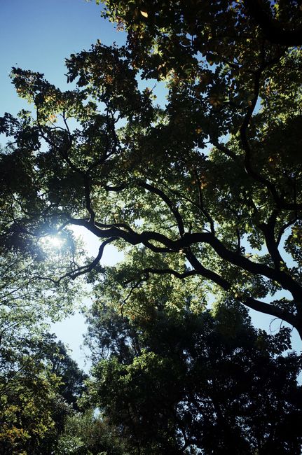 Low-angle view of sunlight breaking through tree branches in a lush forest setting.