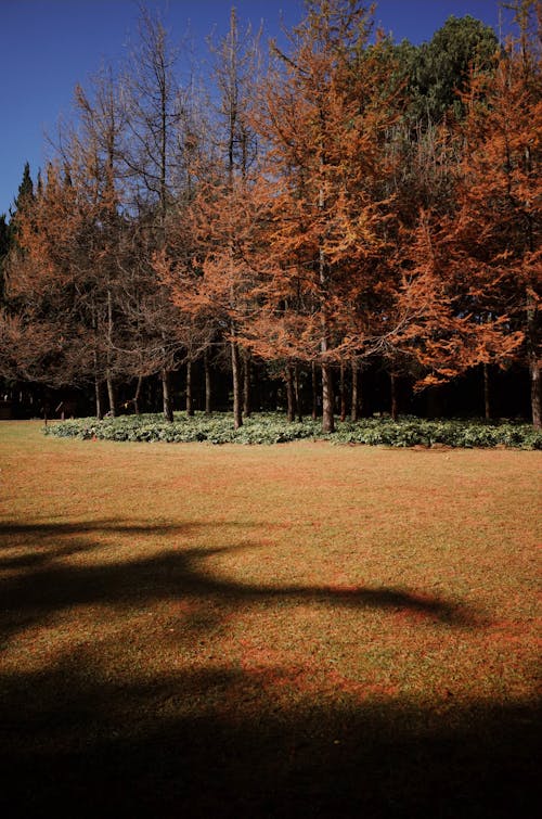 Trees in Park in Autumn