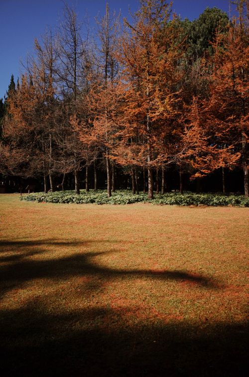 Free Tranquil autumn forest scene with vibrant foliage and contrasting shadows on grass. Stock Photo