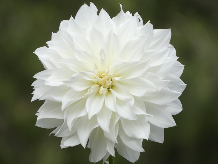 Close Up Of White Flower