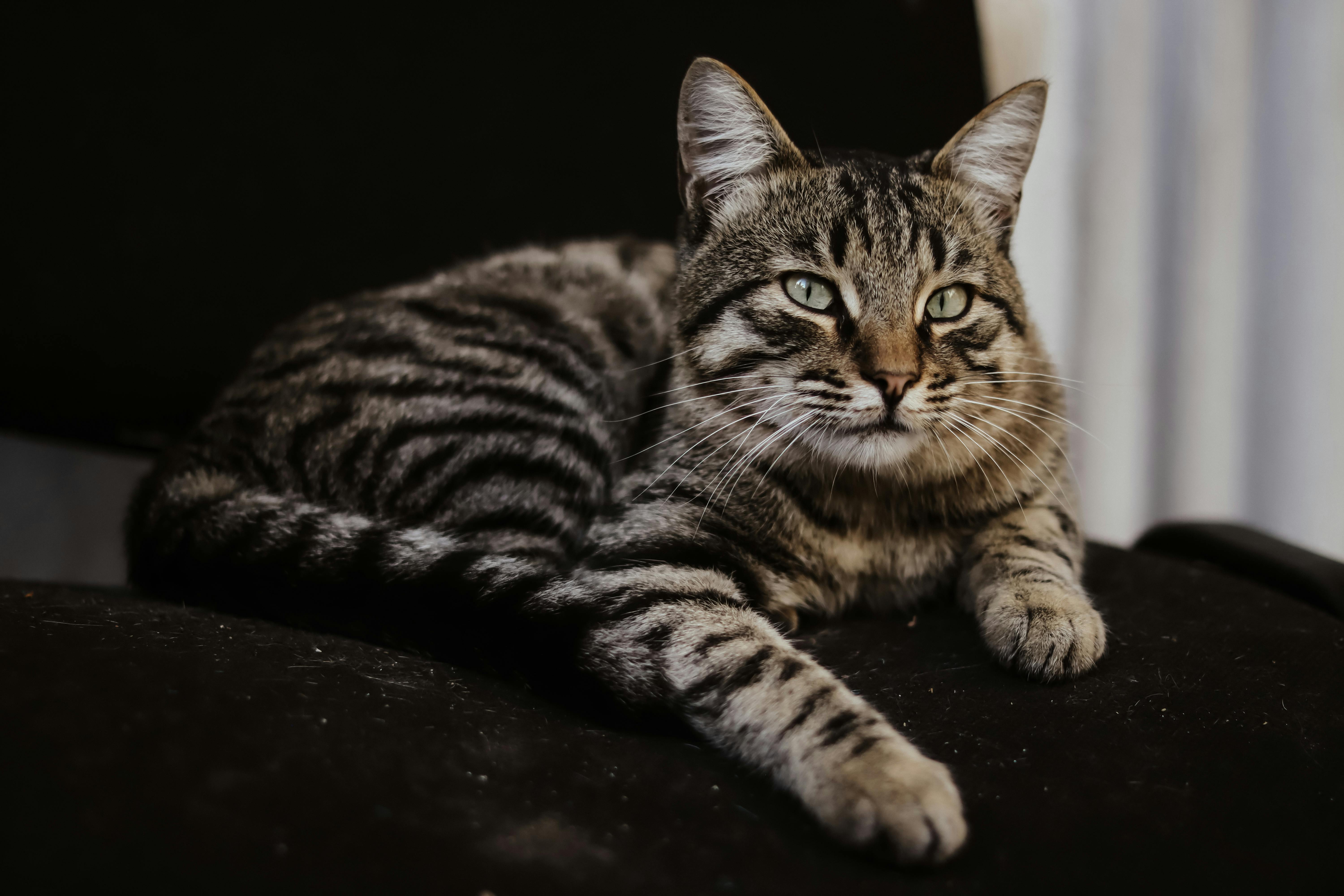 Was denken Katzen, wenn wir mit ihnen sprechen?