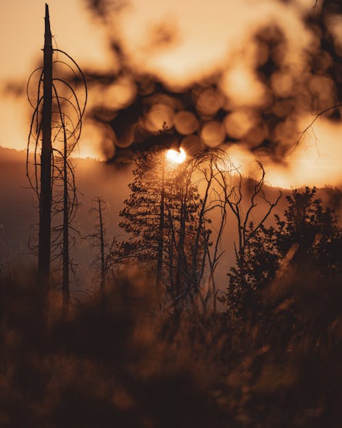 Foto profissional grátis de alvorecer, árvores, cair da noite