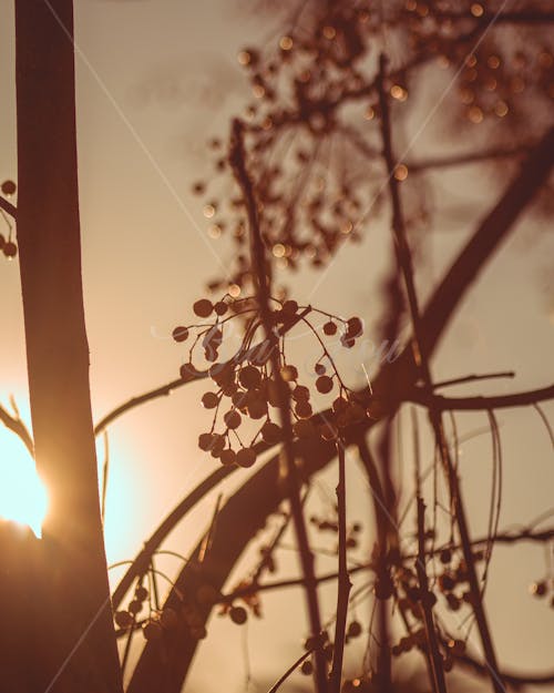 คลังภาพถ่ายฟรี ของ meknes, ดวงอาทิตย์, ต้นไม้