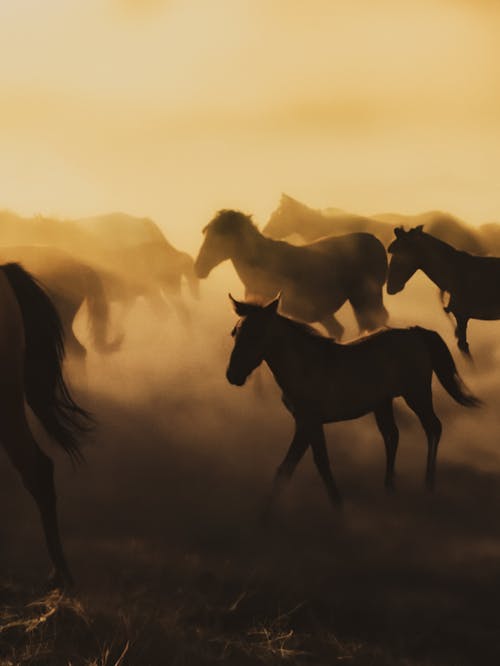 Horses in the meadows| @lostintespace 