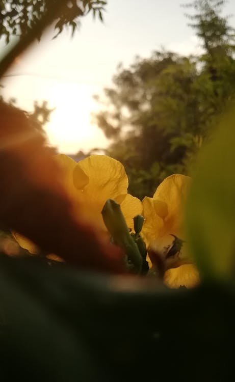 ぼやけている 夕日 黄色い花の無料の写真素材