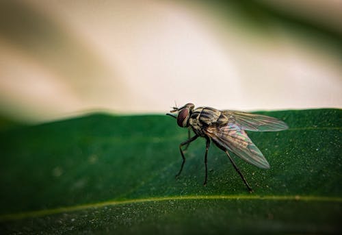 Fly on Leaf