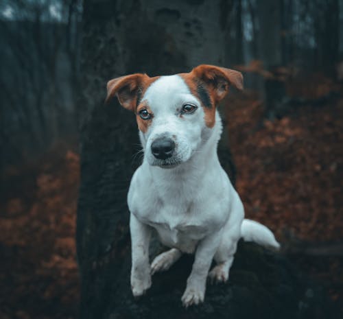 Jack Russell Terrier sitting on Tree Roots in the Forest