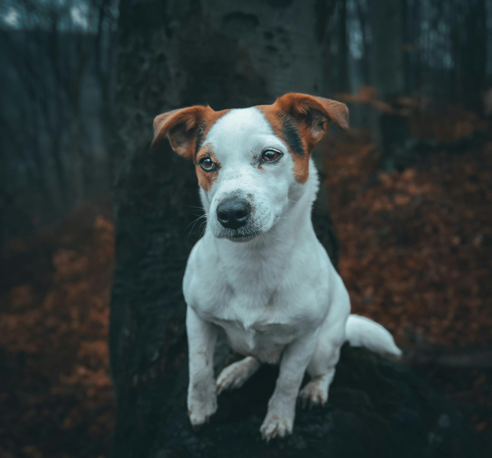 Jack Russell Terrier zit op boomwortels in het bos