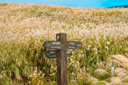 Immagine gratuita di agricoltura, azienda agricola, campo