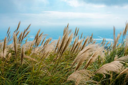 Free Tranquil scene of tall grass swaying by the seaside with vast blue ocean in the background. Stock Photo