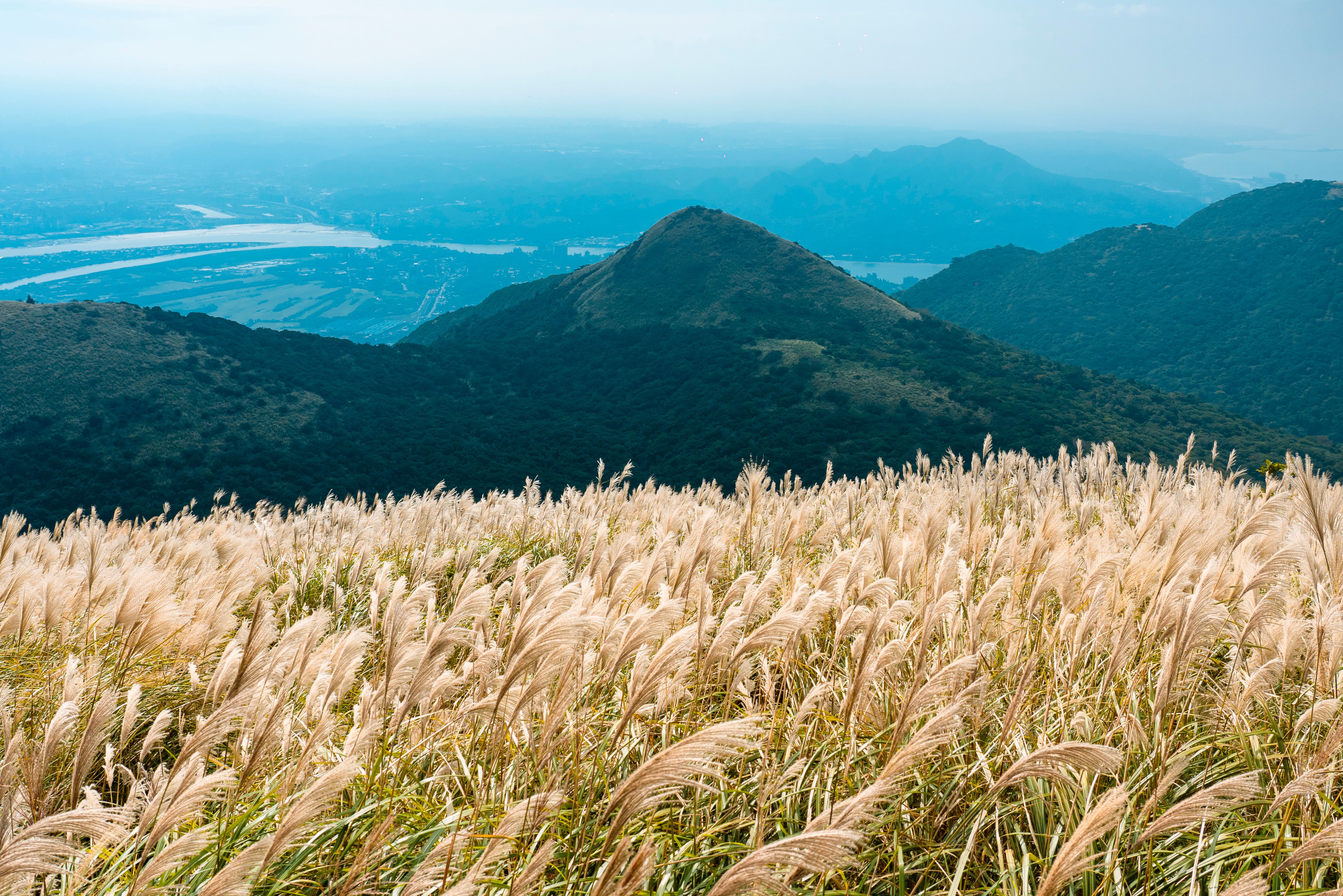 Vast silver grass fields on Binh Lieu mountain ridges in Quang Ninh, Vietnam, early morning sunlight, winding border trail, dramatic clouds, highly detailed travel documentary style
