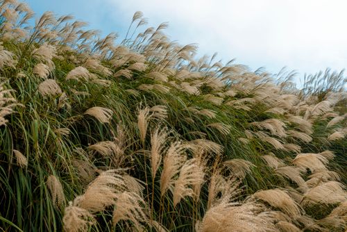 Free Capture of pampas grass rustling in a summer breeze, evoking tranquility. Stock Photo