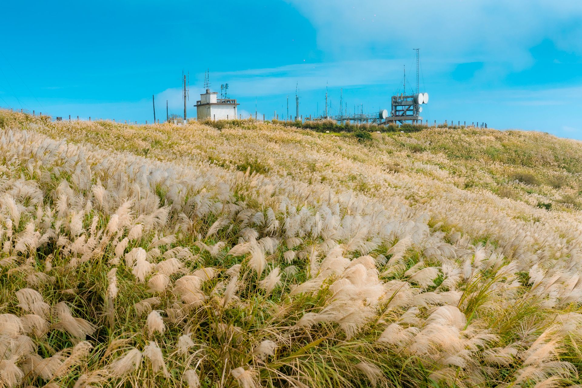 Expansive rural hayfield with a communication tower against a clear blue sky.