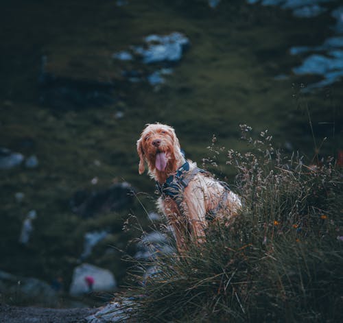 açık kahverengi brittany griffon, arazi, ayakta içeren Ücretsiz stok fotoğraf